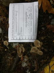 Clitocybe brunneoceracea