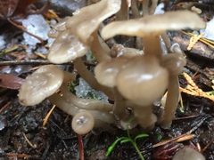 Clitocybe brunneoceracea