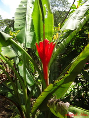 Musa coccinea