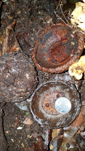 Image of Quercus skinneri by (c) Alan Rockefeller, some rights reserved (CC BY)