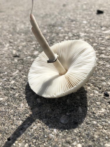 Chlorophyllum image