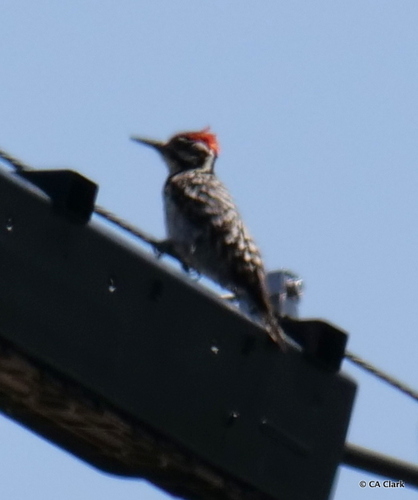 iNaturalist observation photo of Ladder-backed Woodpecker