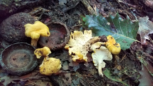 Image of Quercus skinneri by (c) Alan Rockefeller, some rights reserved (CC BY)