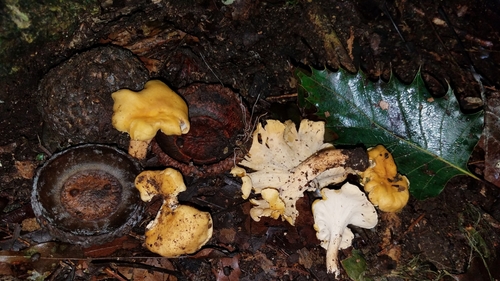 Image of Quercus skinneri by (c) Alan Rockefeller, some rights reserved (CC BY)