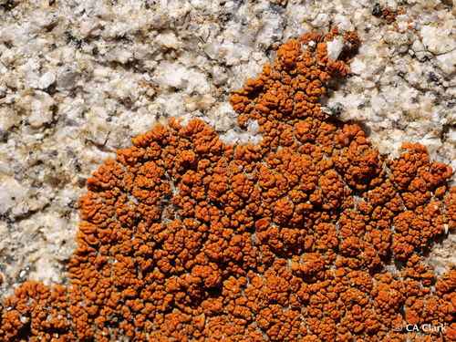 iNaturalist observation photo of Elegant Sunburst Lichen