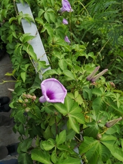 Ipomoea cairica cairica