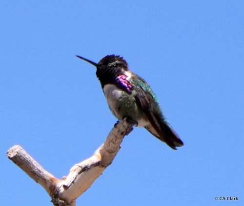 iNaturalist observation photo of Costa's Hummingbird