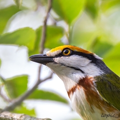 Chestnut-Sided Shrike-Vireo photo 5