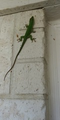 Anolis carolinensis