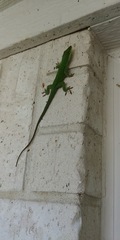 Anolis carolinensis