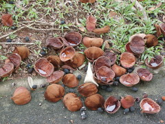 Sterculia parviflora