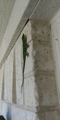 Anolis carolinensis