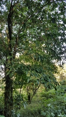 Tabernaemontana litoralis