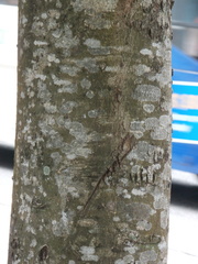 Sterculia parviflora