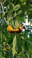Tabernaemontana litoralis