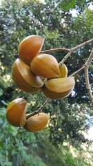 Tabernaemontana litoralis