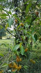 Tabernaemontana litoralis