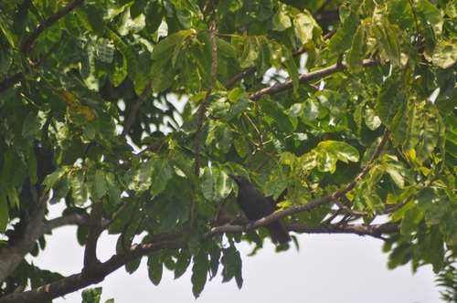 Samoan Starling (Aplonis atrifusca), photo 3