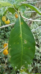 Tabernaemontana litoralis