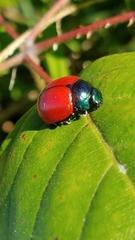 Labidomera suturella