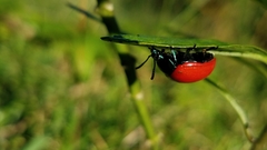 Labidomera suturella