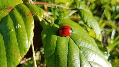 Labidomera suturella