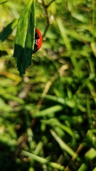 Labidomera suturella