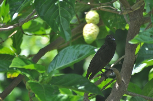 Samoan Starling (Aplonis atrifusca), photo 6