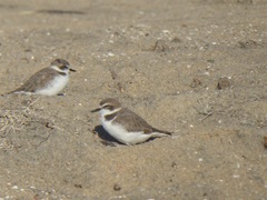 Charadrius nivosus