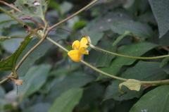 Vigna reflexopilosa