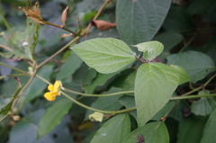Vigna reflexopilosa