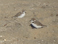 Charadrius nivosus
