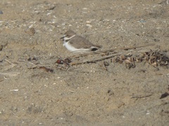 Charadrius nivosus