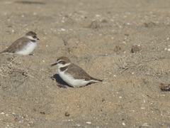 Charadrius nivosus
