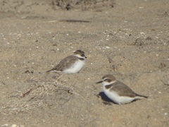 Charadrius nivosus