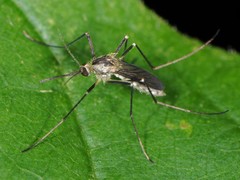 Aedes triseriatus
