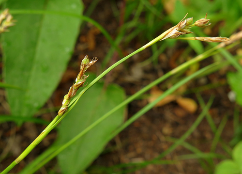Carex pediformis C.A.Mey.