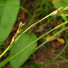 Carex pediformis - Photo (c) V.S. Volkotrub,  זכויות יוצרים חלקיות (CC BY-NC), הועלה על ידי V.S. Volkotrub