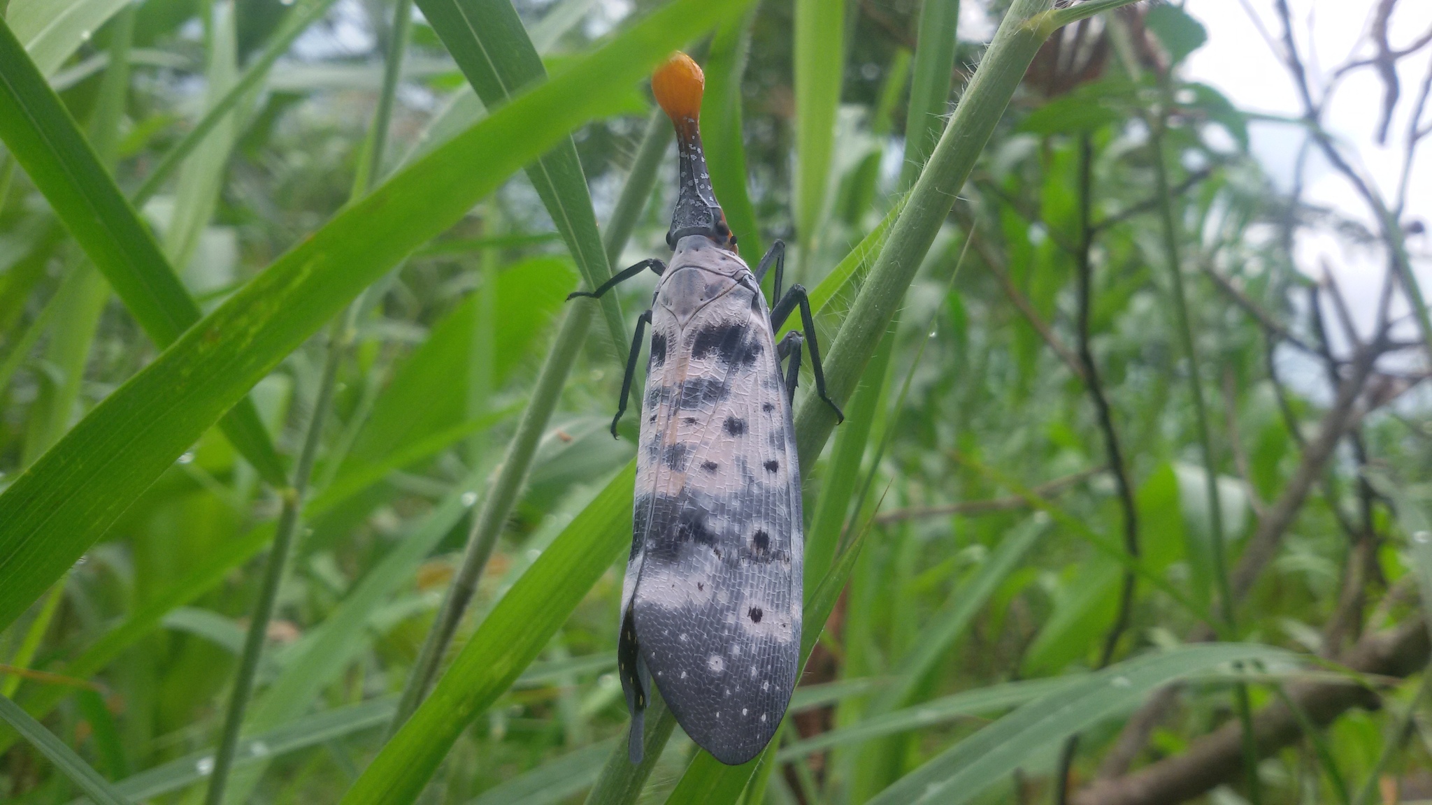 Pyrops clavatus (Westwood, 1839)
