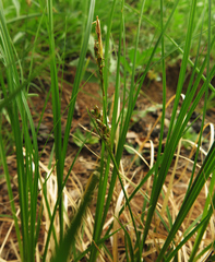 Carex pediformis