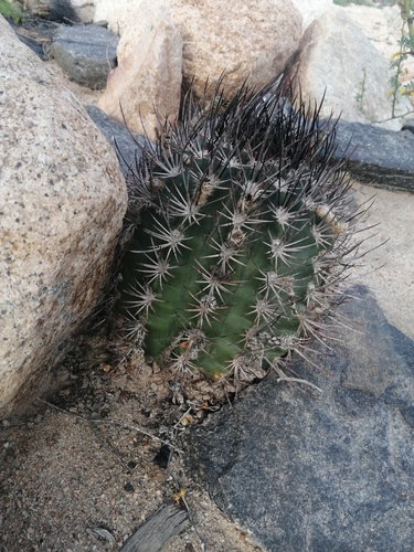 Eriosyce strausiana