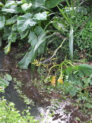 Phormium cookianum hookeri