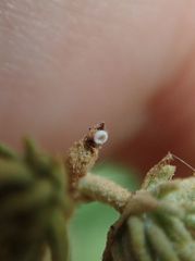 Megisba malaya sikkima