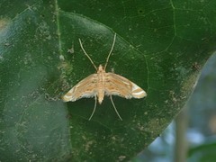 Eoophyla gibbosalis