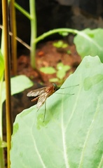 Chrysopilus ferruginosus