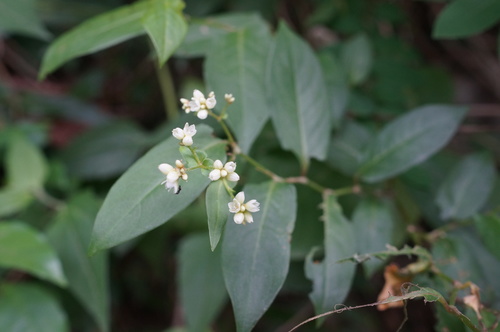 Persicaria chinensis