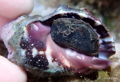 Menathais intermedia