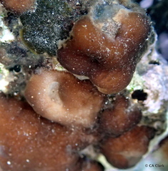 Leptolyngbya crosbyana