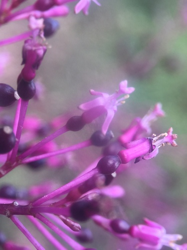 shrubby fuchsia