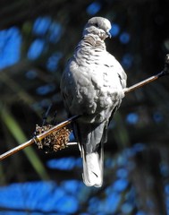 Streptopelia decaocto